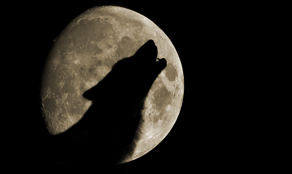 Elk Silhouette On Moon - HD Wallpaper 