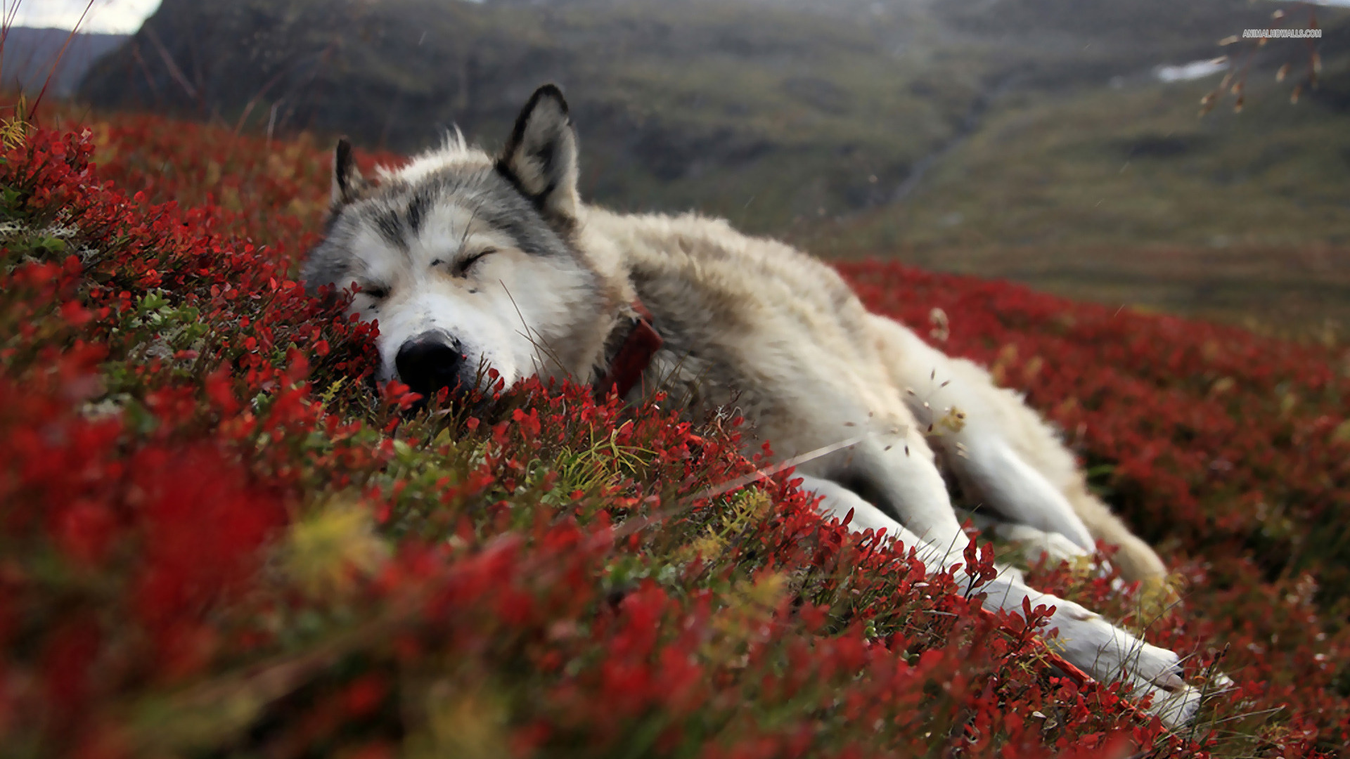 Wolf Wallpaper Desktop 11322 Hd Wallpapers - Wolf Desktop - HD Wallpaper 