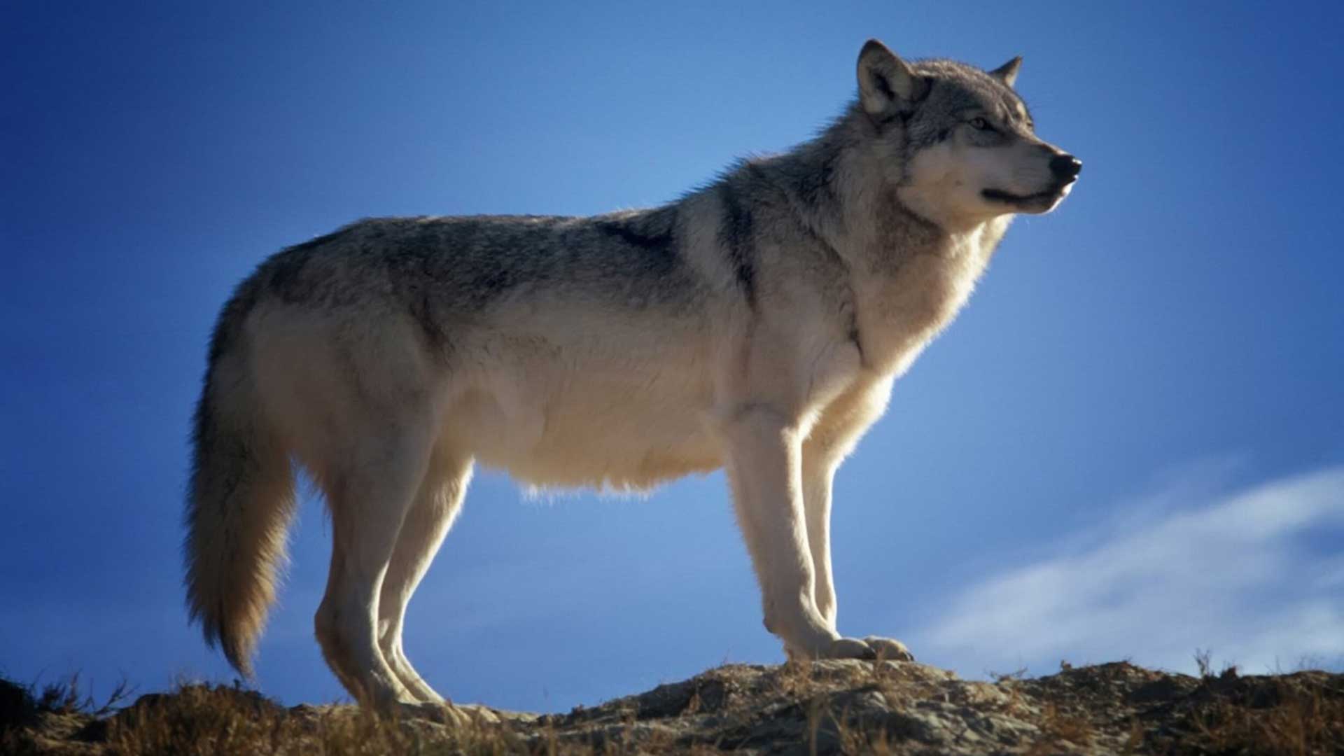 Gray Wolf - HD Wallpaper 