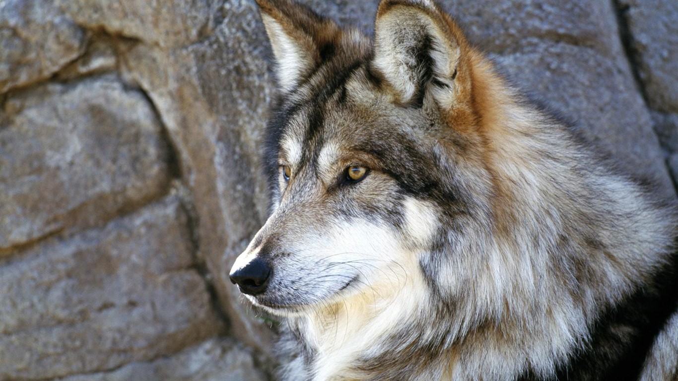 Animal Wolf Album V Site 291002 Wallpaper Wallpaper - Wolf Full Hd - HD Wallpaper 