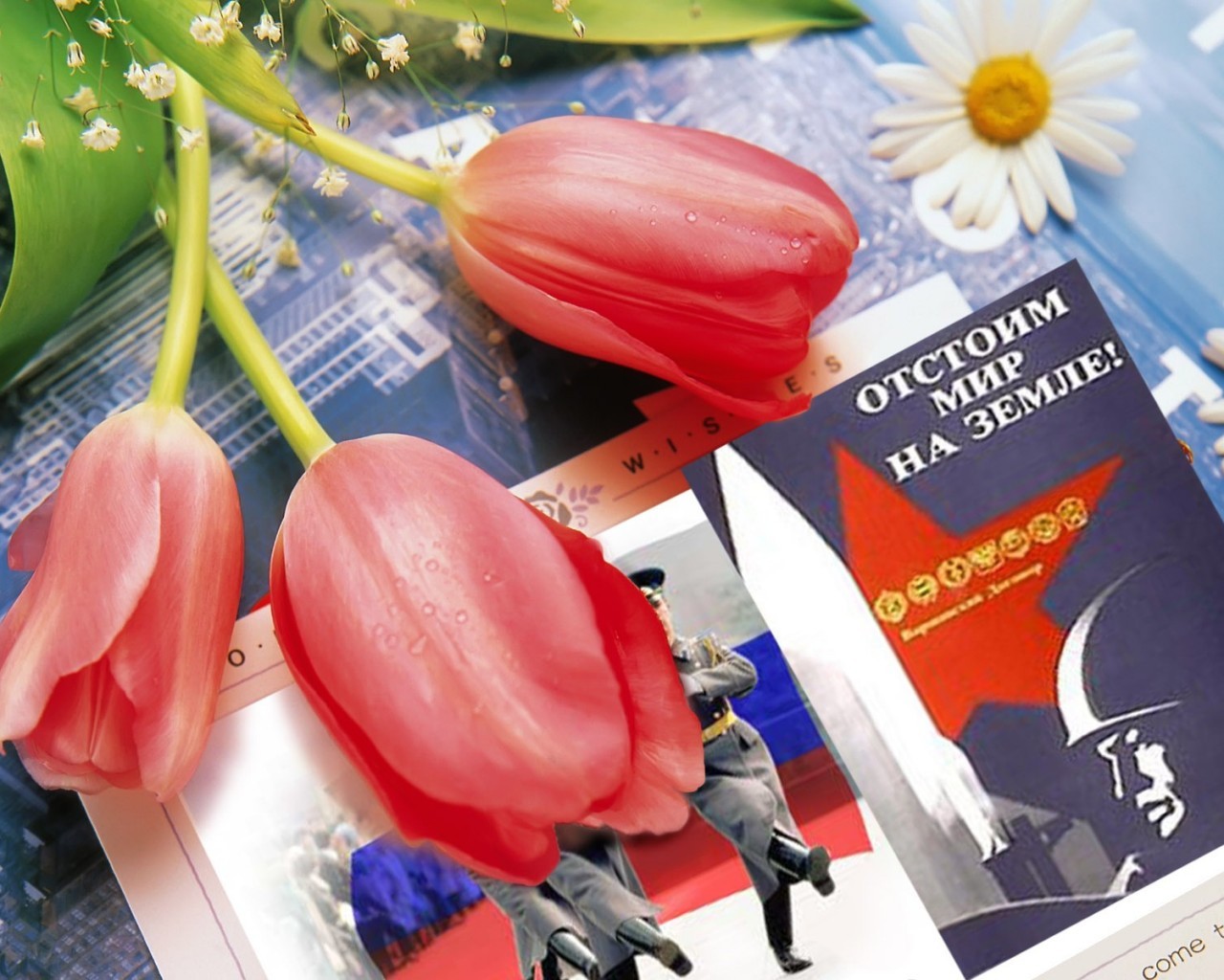 Victory Day 9 May Nature Bright - Happy Christmas Day Flower - HD Wallpaper 