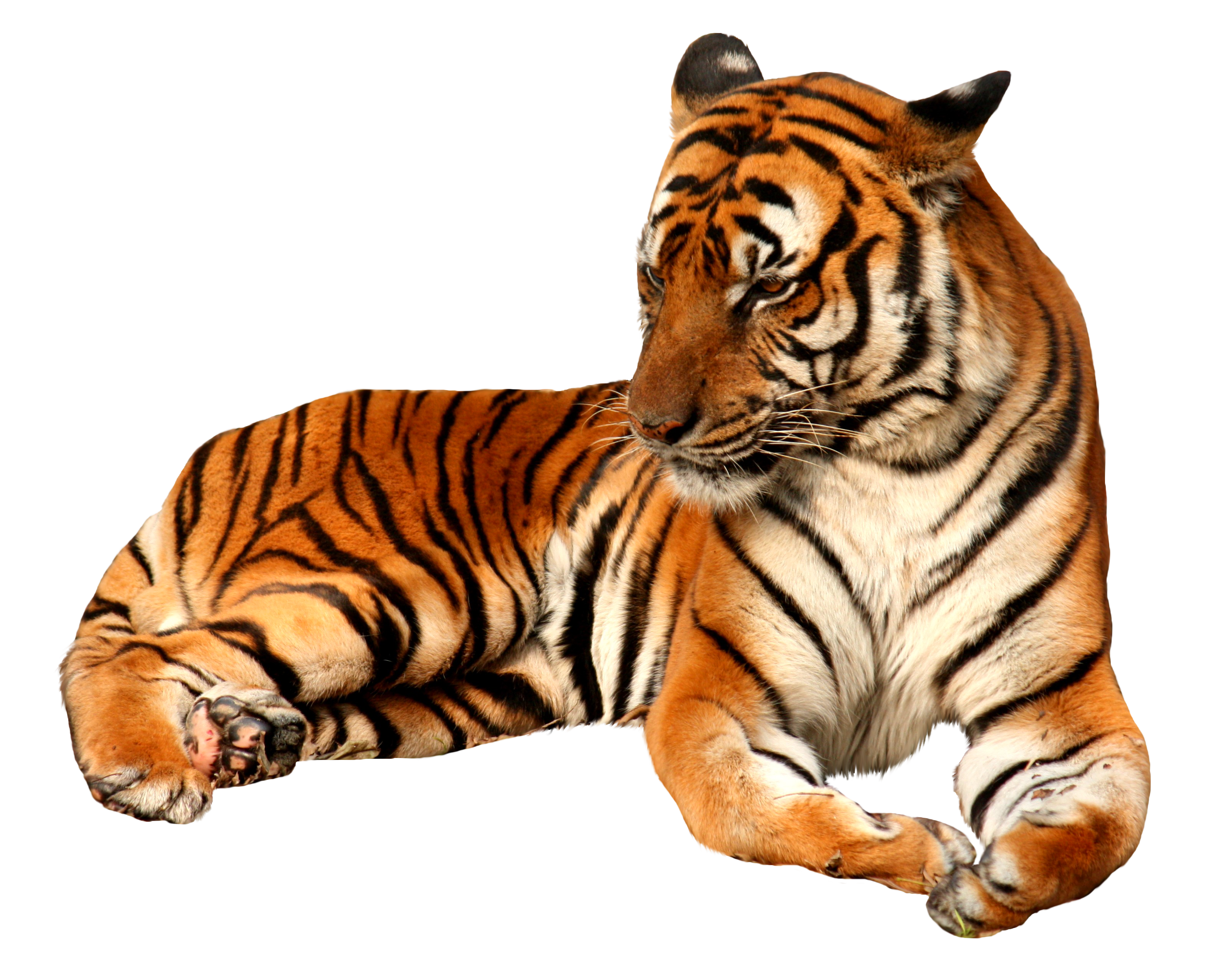 Ay - 39 - 6351 - 8 Kbytes, Selected - Tiger - Tigers Png - HD Wallpaper 