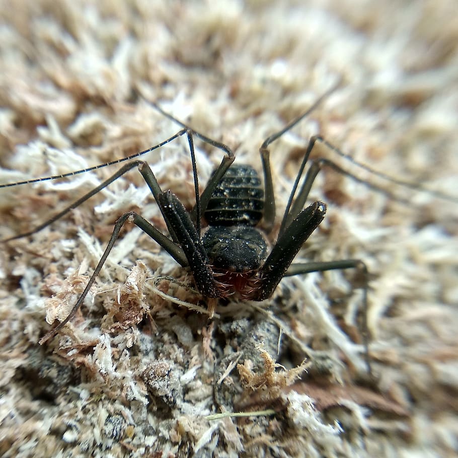 Tangle-web Spider - HD Wallpaper 