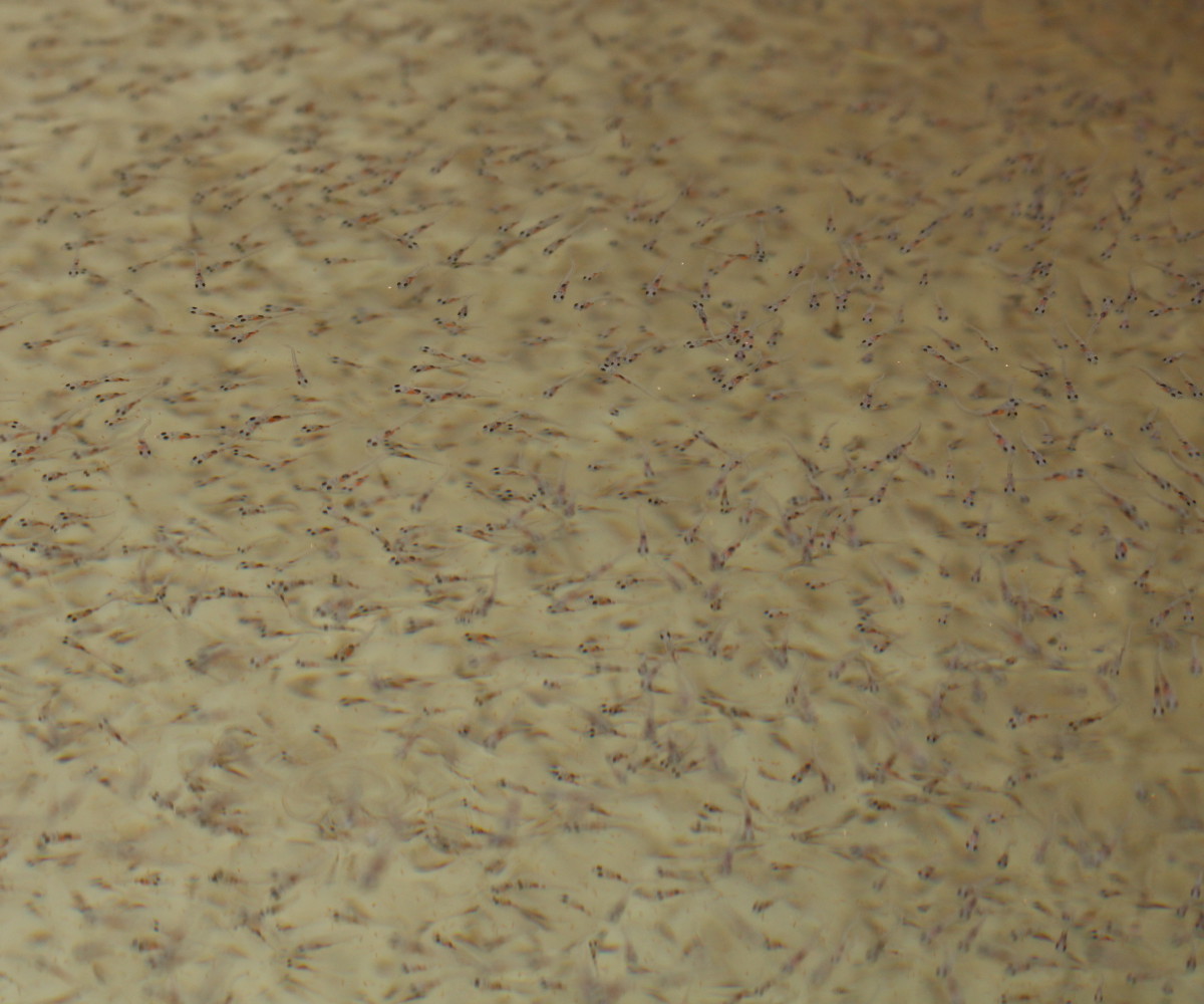 Beige - HD Wallpaper 