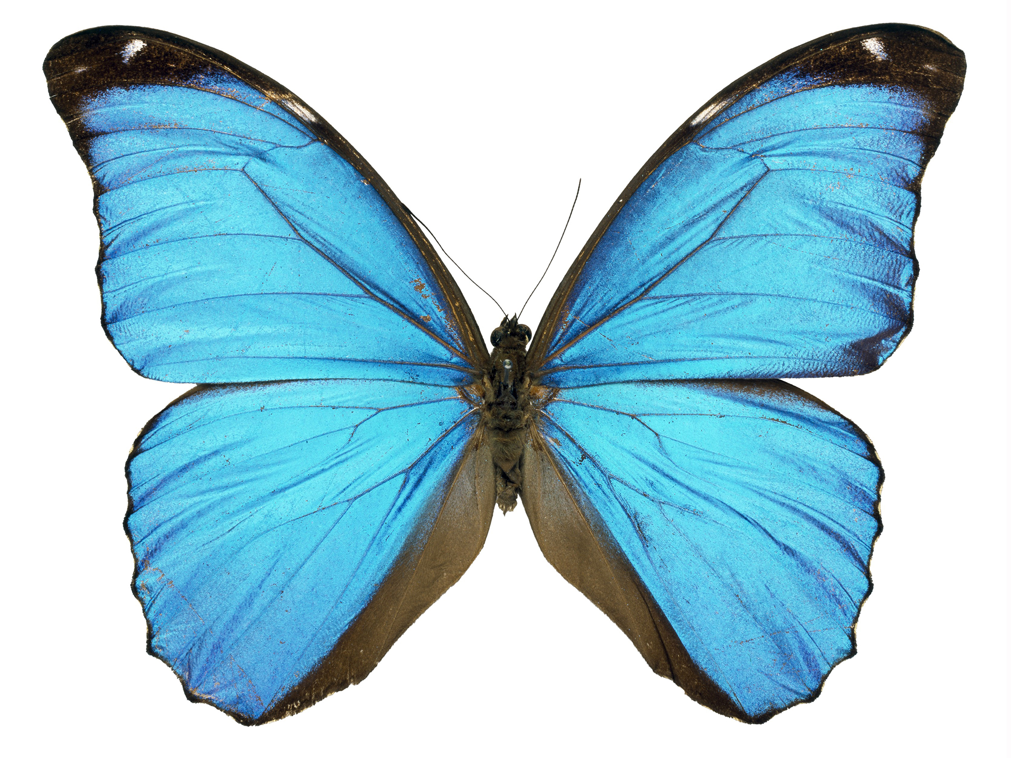 Blue Butterfly Picture - Transparent Background Blue Butterfly Png - HD Wallpaper 