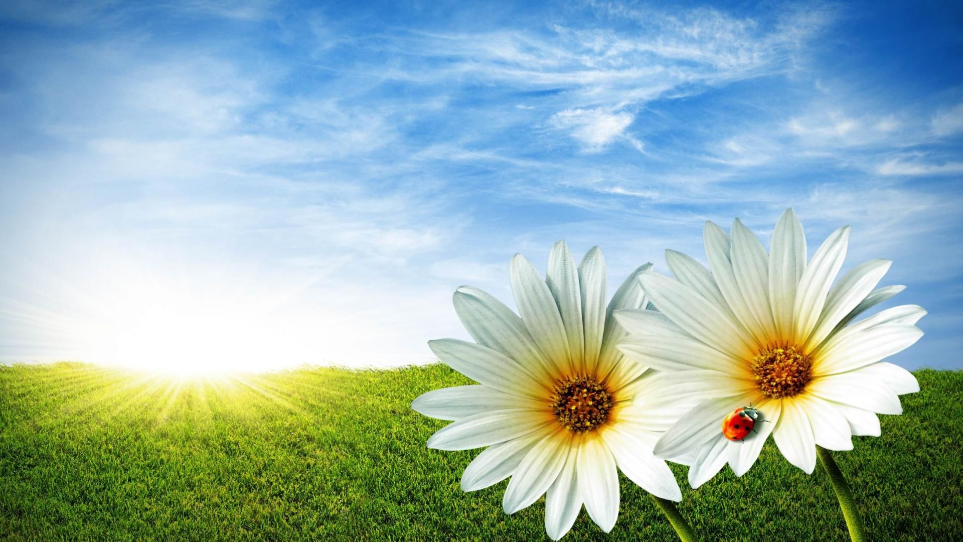 Hd Wallpaper Nature Flower - HD Wallpaper 