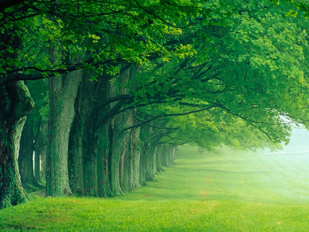 Green Trees - HD Wallpaper 