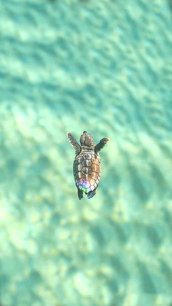 Iphone Turtle - HD Wallpaper 