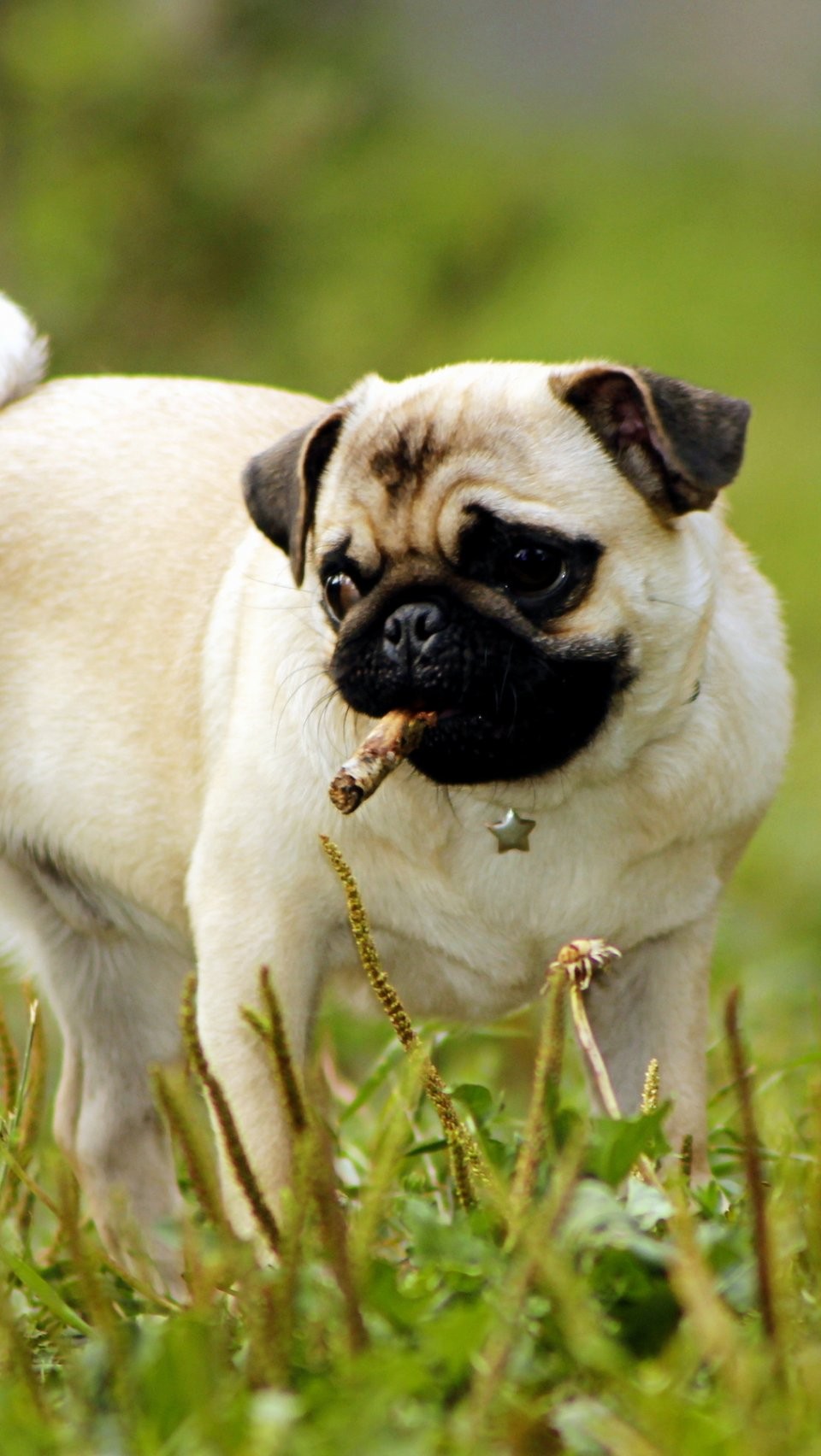 Sled Dog Husky Iphone 6 Wallpaper Dogs Iphone 6 Wallpapers - Funny Animal Wallpapers Iphone - HD Wallpaper 