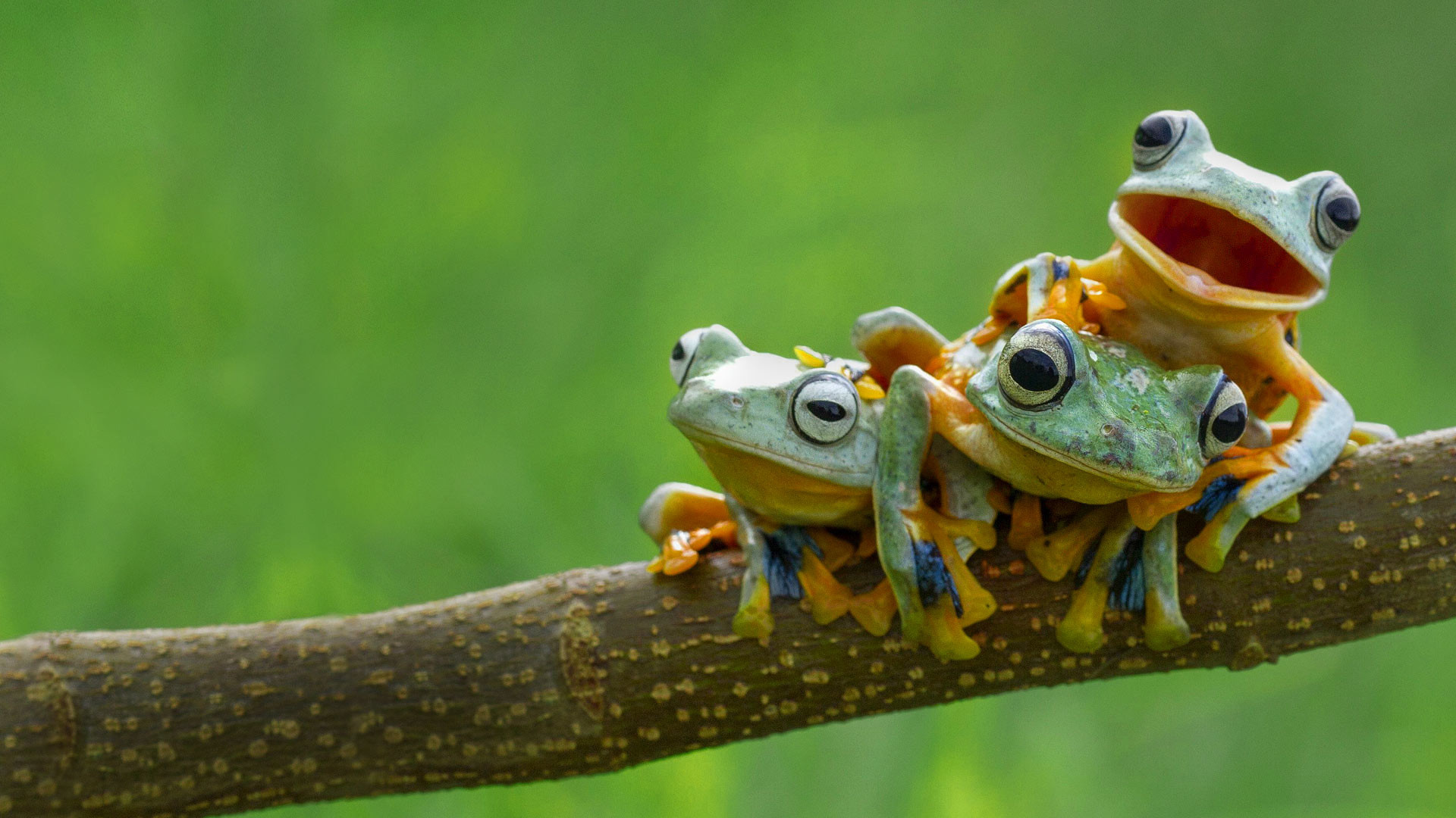 Cute Frogs - HD Wallpaper 