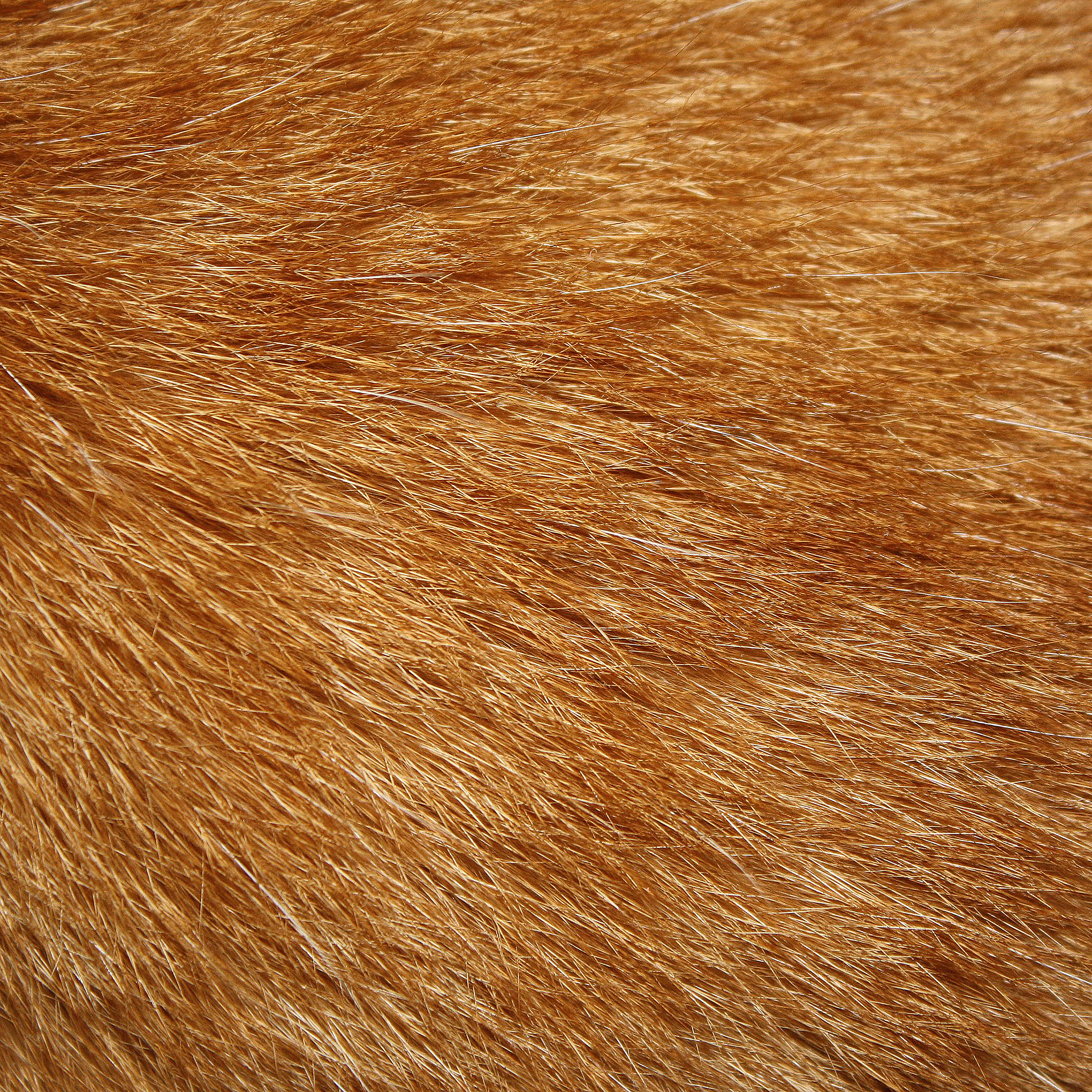 High Resolution Cat Fur Background - HD Wallpaper 