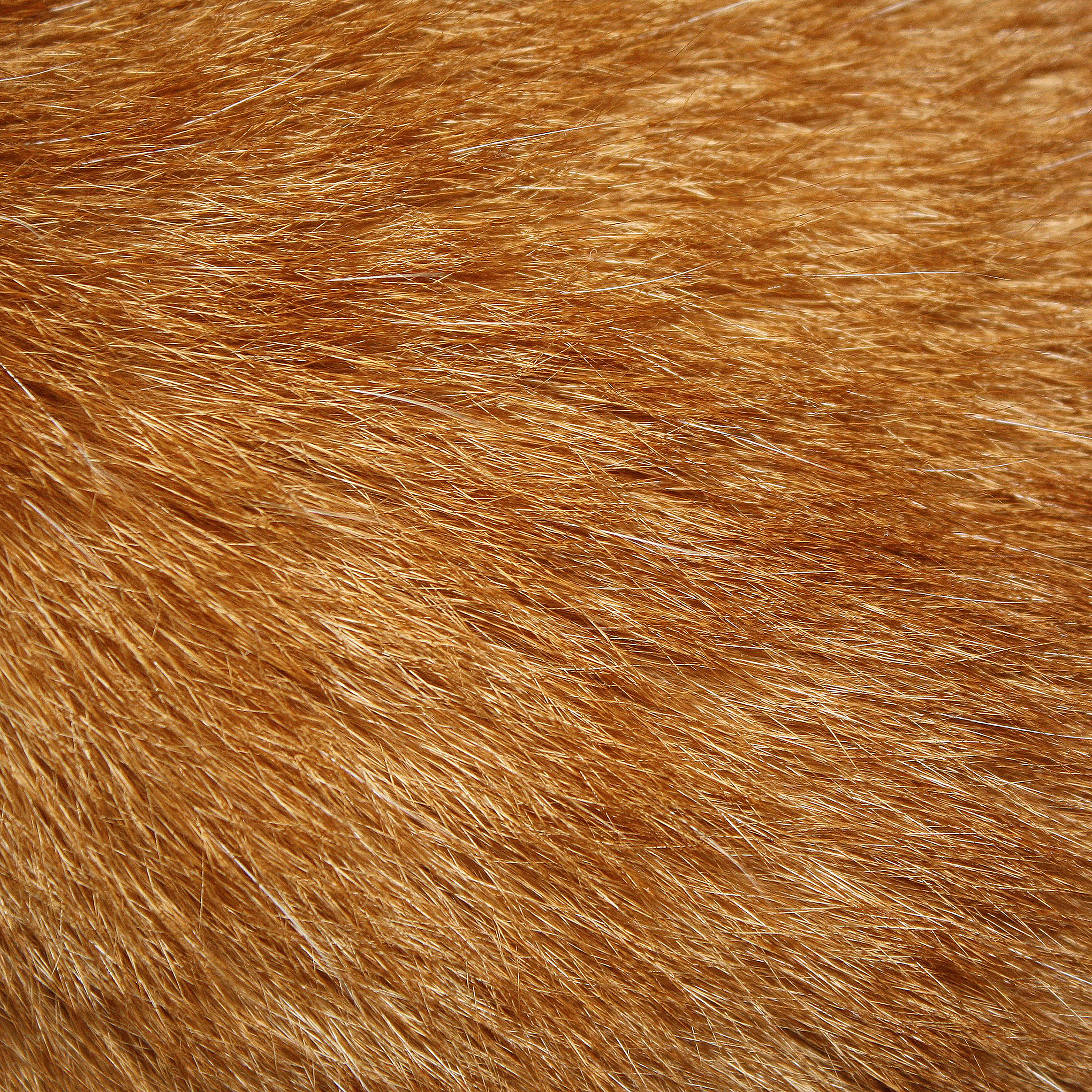 Cat texture. Искусственный мех коричневый. Коричневый мех. Текстура шерсти. Шерсть зверей.