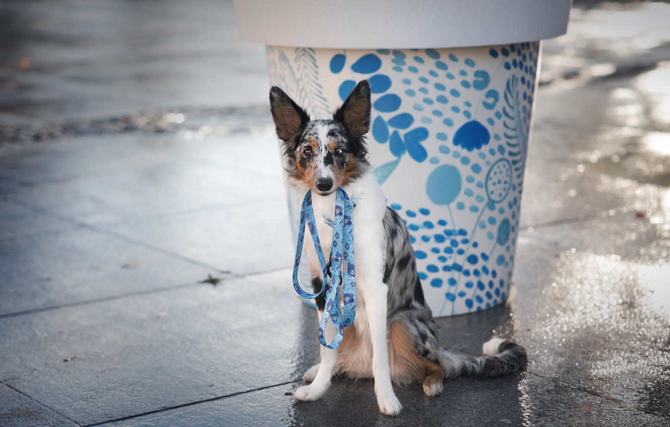 Photo Wallpaper Look, Face, Glass, Pose, Background, - Paw - HD Wallpaper 