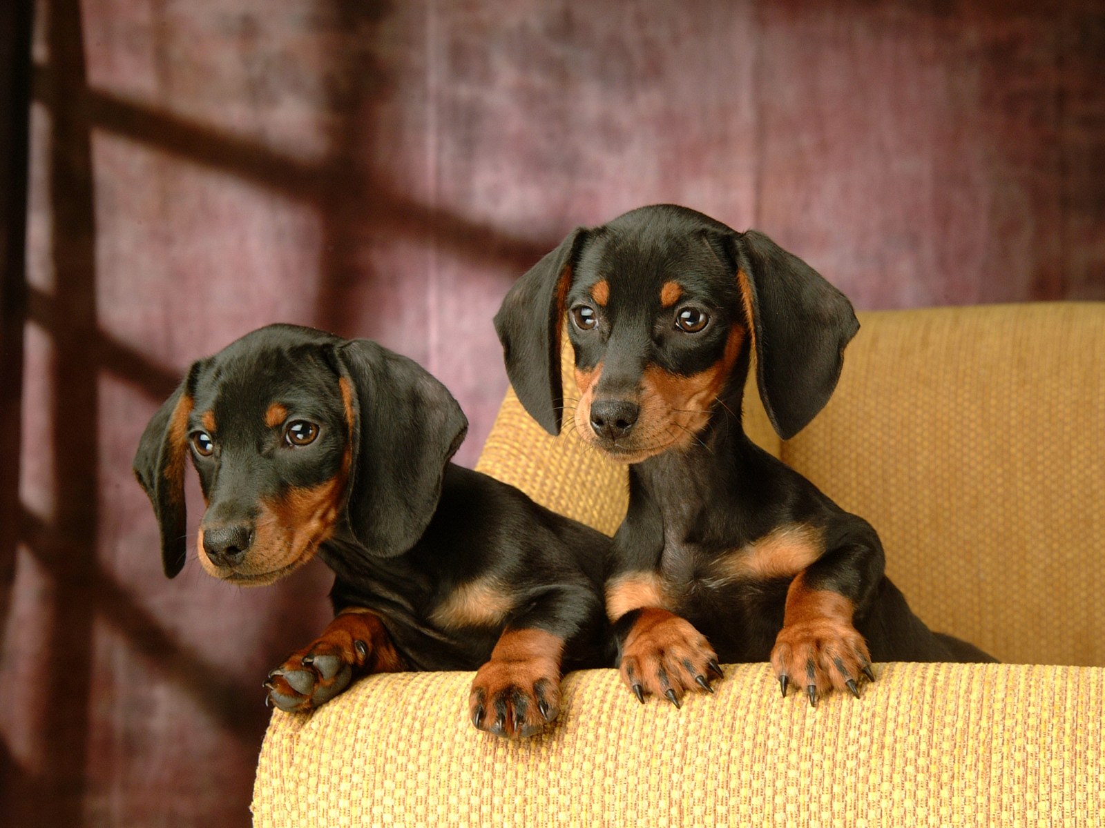 Miniature Dachshund Puppies Wallpapers - Dachshund Puppies - 1600x1200