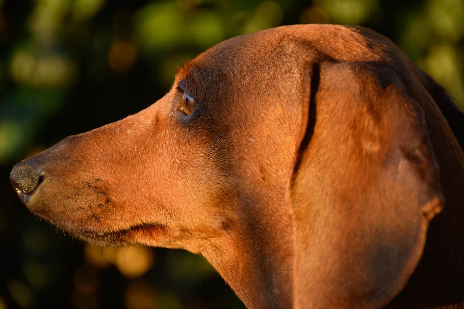 Redbone Coonhound - HD Wallpaper 