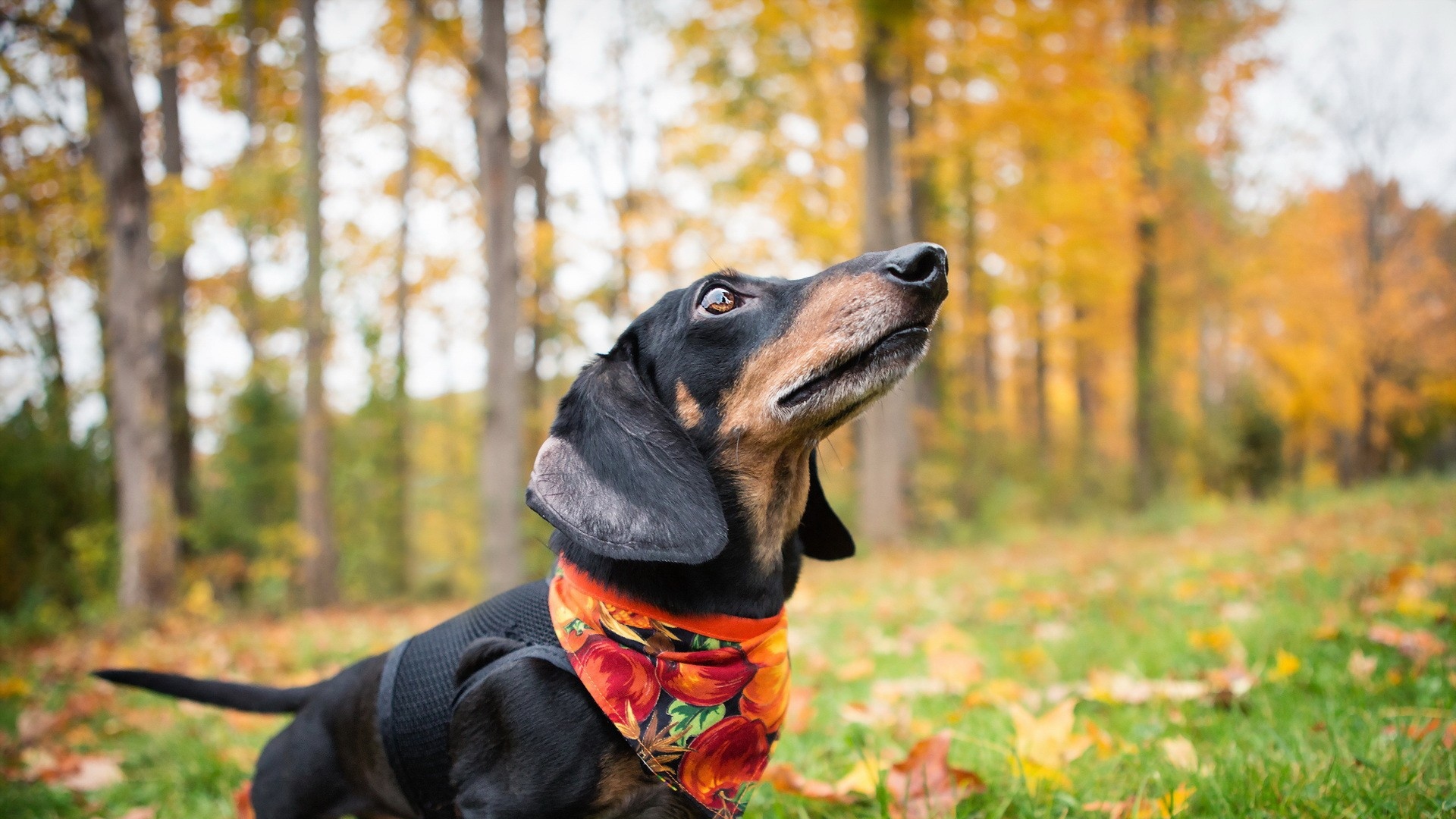 Dachshund Live Hd Dachshund Wallpapers, Photos - HD Wallpaper 