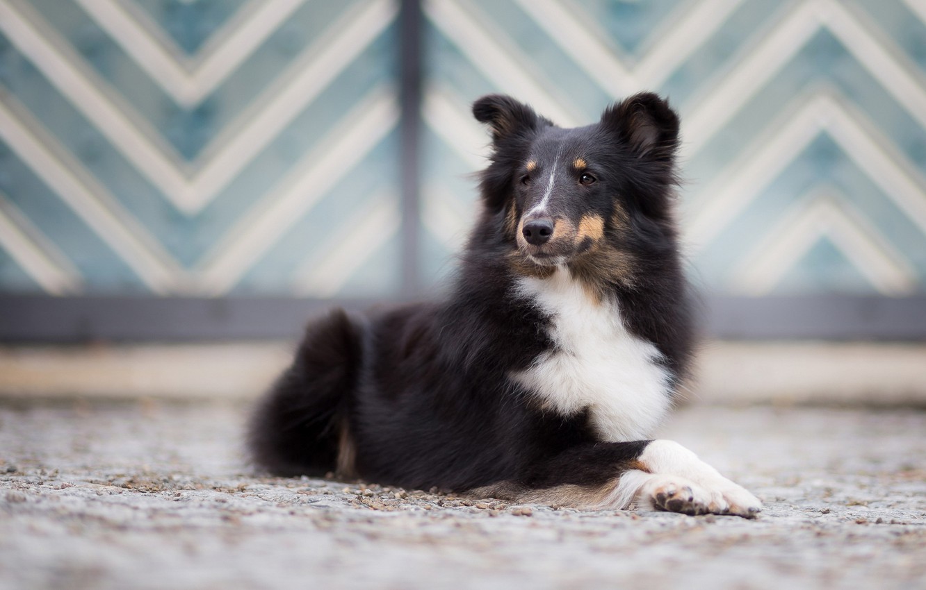 Photo Wallpaper Strips, Background, Pattern, Street, - Shetland Sheepdog - HD Wallpaper 