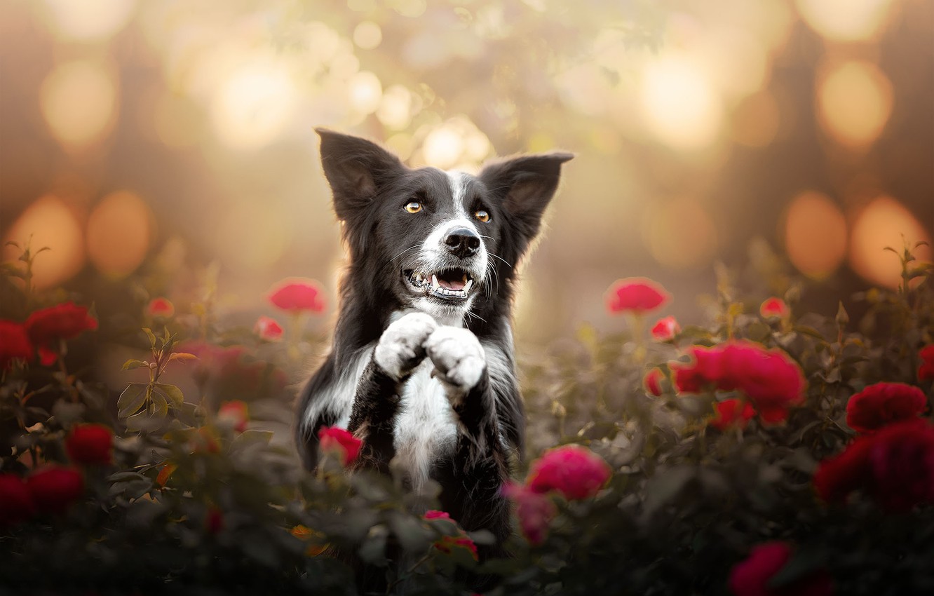Photo Wallpaper Face, Flowers, Roses, Dog, Paws, Bokeh, - HD Wallpaper 