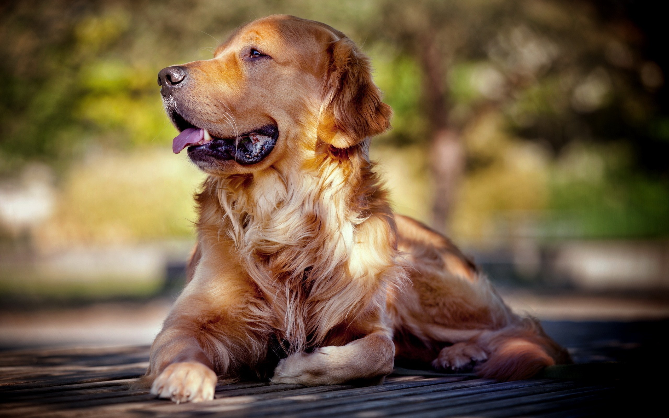 Golden Retriever Dog Photos Hd - HD Wallpaper 