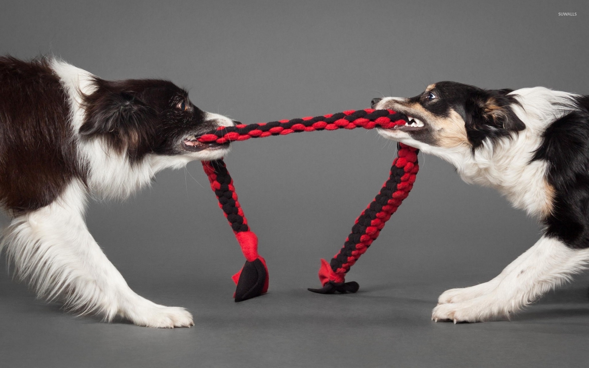 Border Collie 2 - HD Wallpaper 