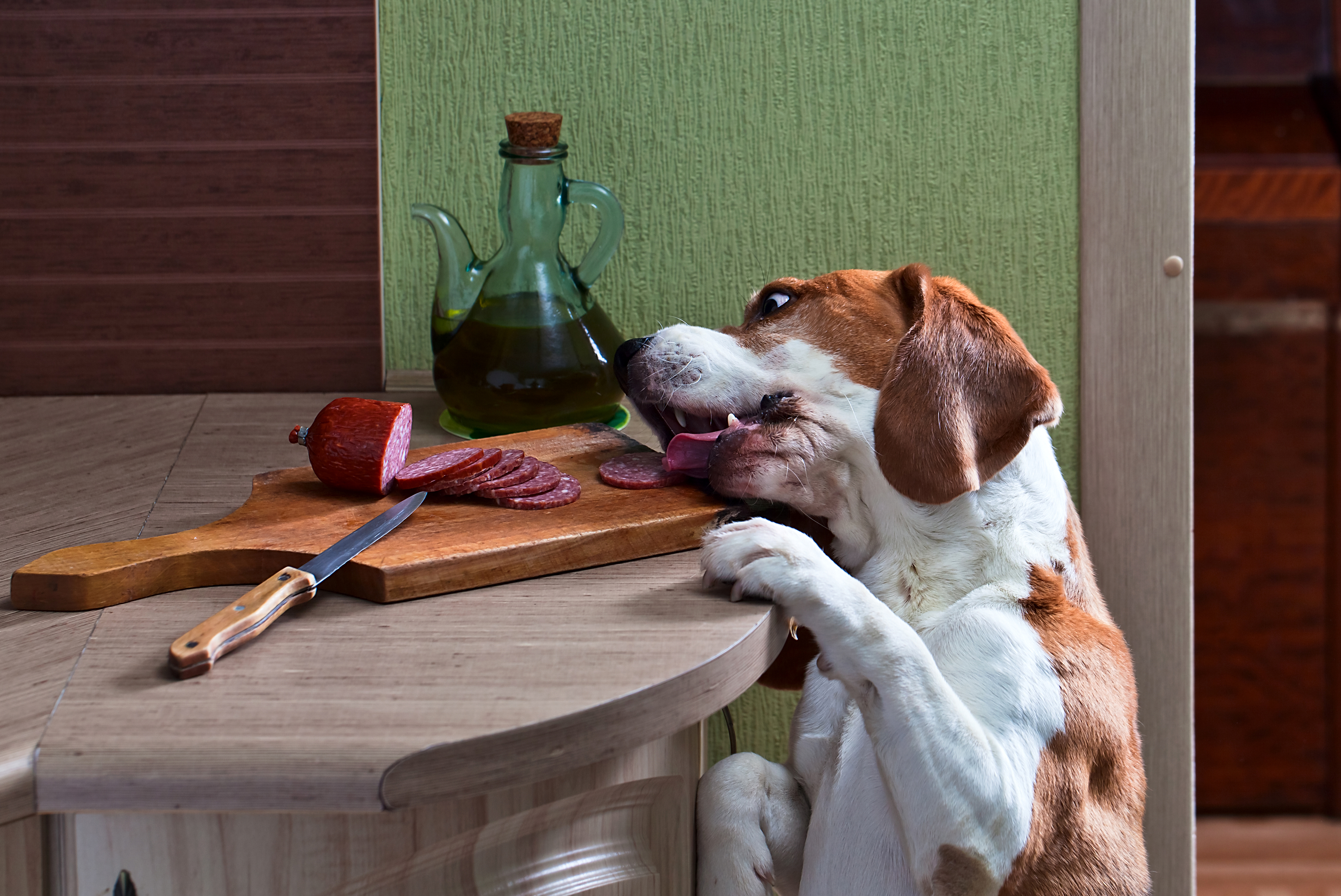 Beagle With A Knife - HD Wallpaper 