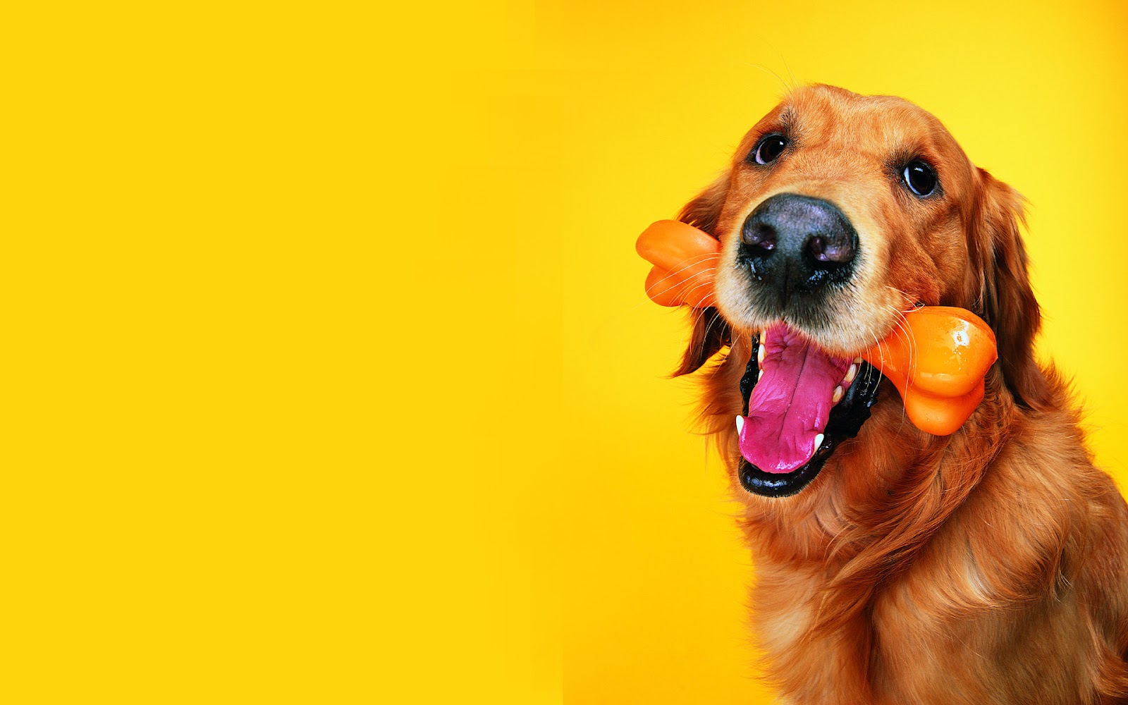 Desktop Funny Hot Dog Pictures Download - Quotes For International Dog Day - HD Wallpaper 