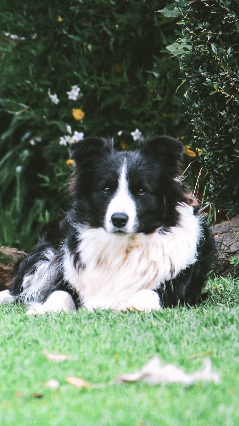 Neue Wallpaper Border Collie Hd - HD Wallpaper 