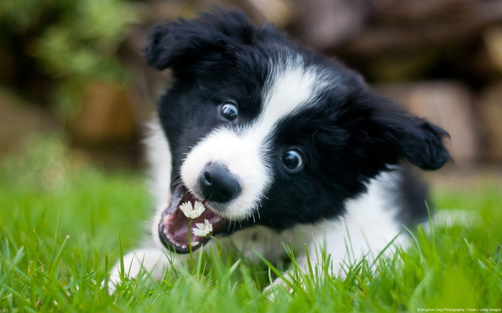 Border Collie Wallpaper Border Collie Wallpaper For - Border Collie Puppies Funny - HD Wallpaper 