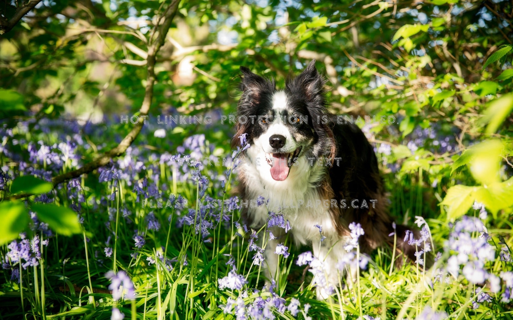 Border Collie Catel White Green Summer Dog - HD Wallpaper 