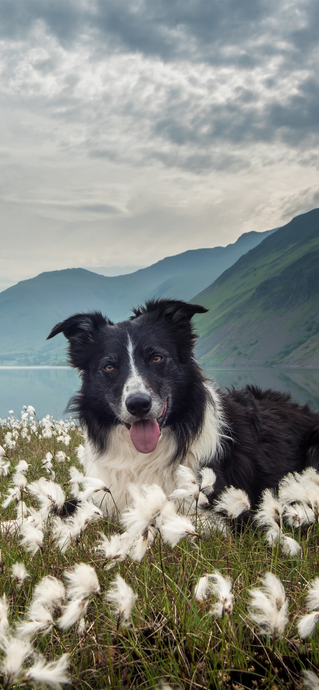 Iphone Wallpaper Border Collie, Dog, White Flowers, - Dogs On Mountains - HD Wallpaper 