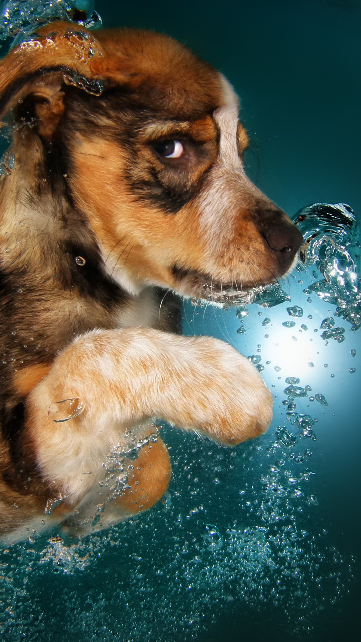 Puppies Underwater - HD Wallpaper 