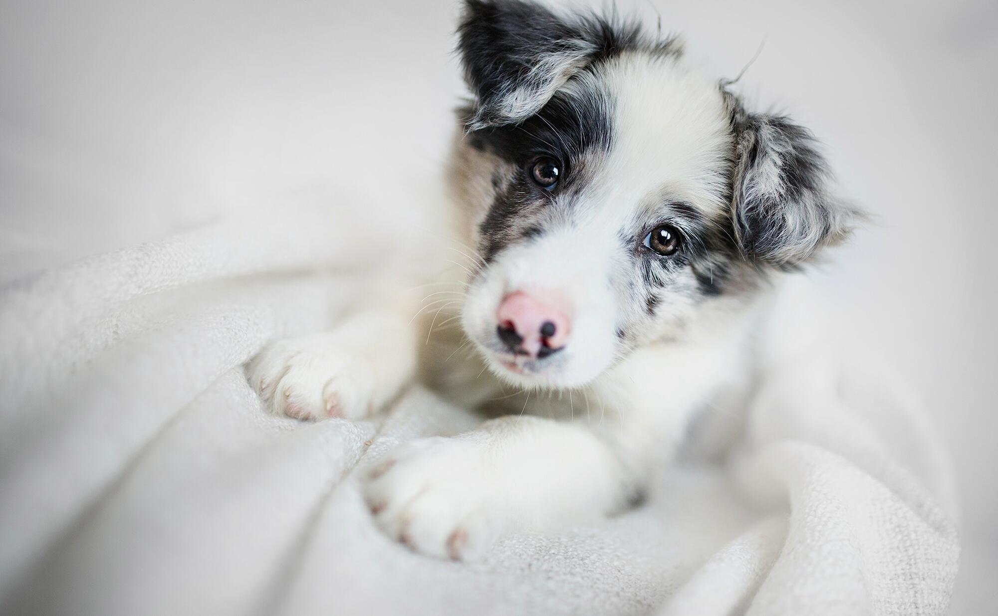 Border Collie, Dog, Puppy - Border Collie Para Botar No Papel De Parede Filhote - HD Wallpaper 