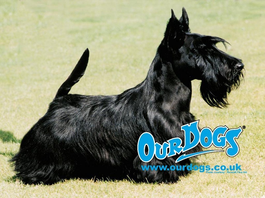 Scottish Terrier - HD Wallpaper 