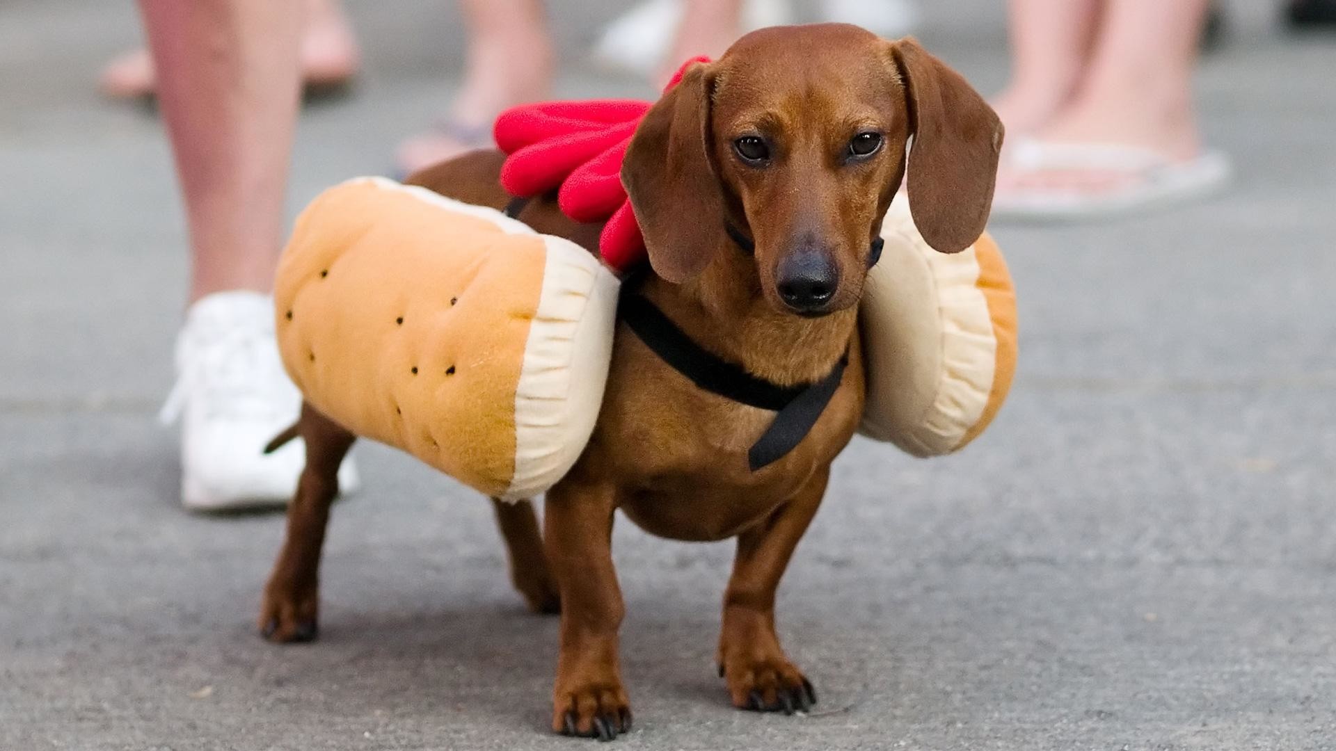 Life Can T Possibly Get Any Cuter Than Doxies Dressed - Hot Dog - HD Wallpaper 