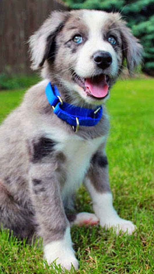 Merle Border Collie Or Australian Shepherd - HD Wallpaper 