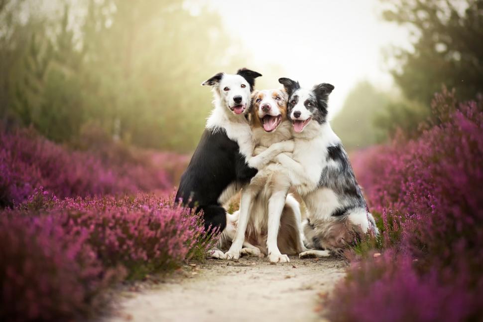 Border Collies Wallpaper,border Collies Hd Wallpaper,friends - 3 Best Friend Animals - HD Wallpaper 