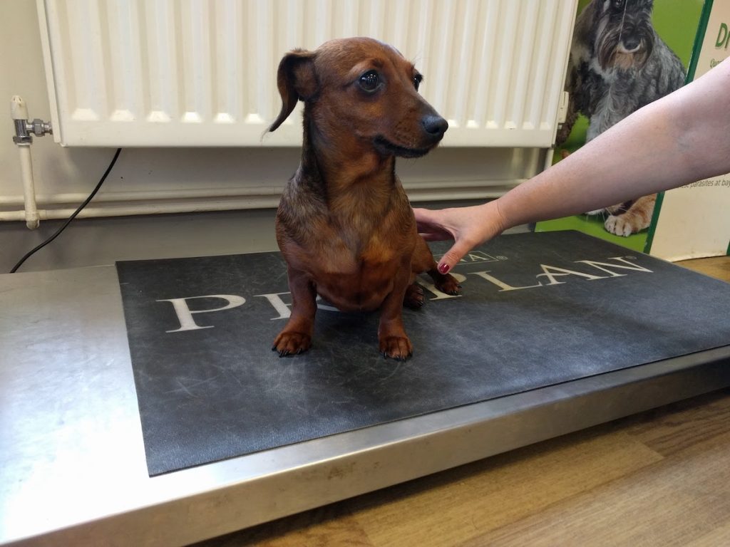 Sausage Is A Smooth Haired Miniature Dachshund Who - Dachshund - HD Wallpaper 