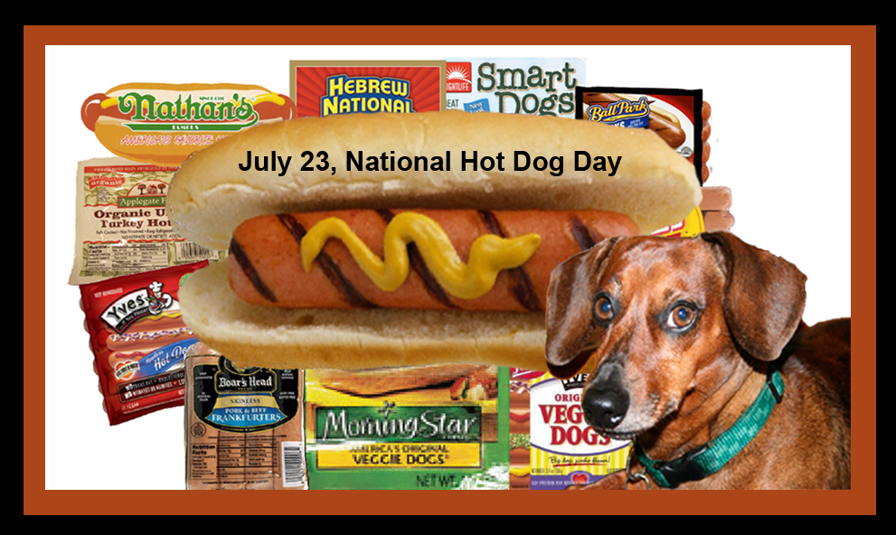 Dachshund - HD Wallpaper 