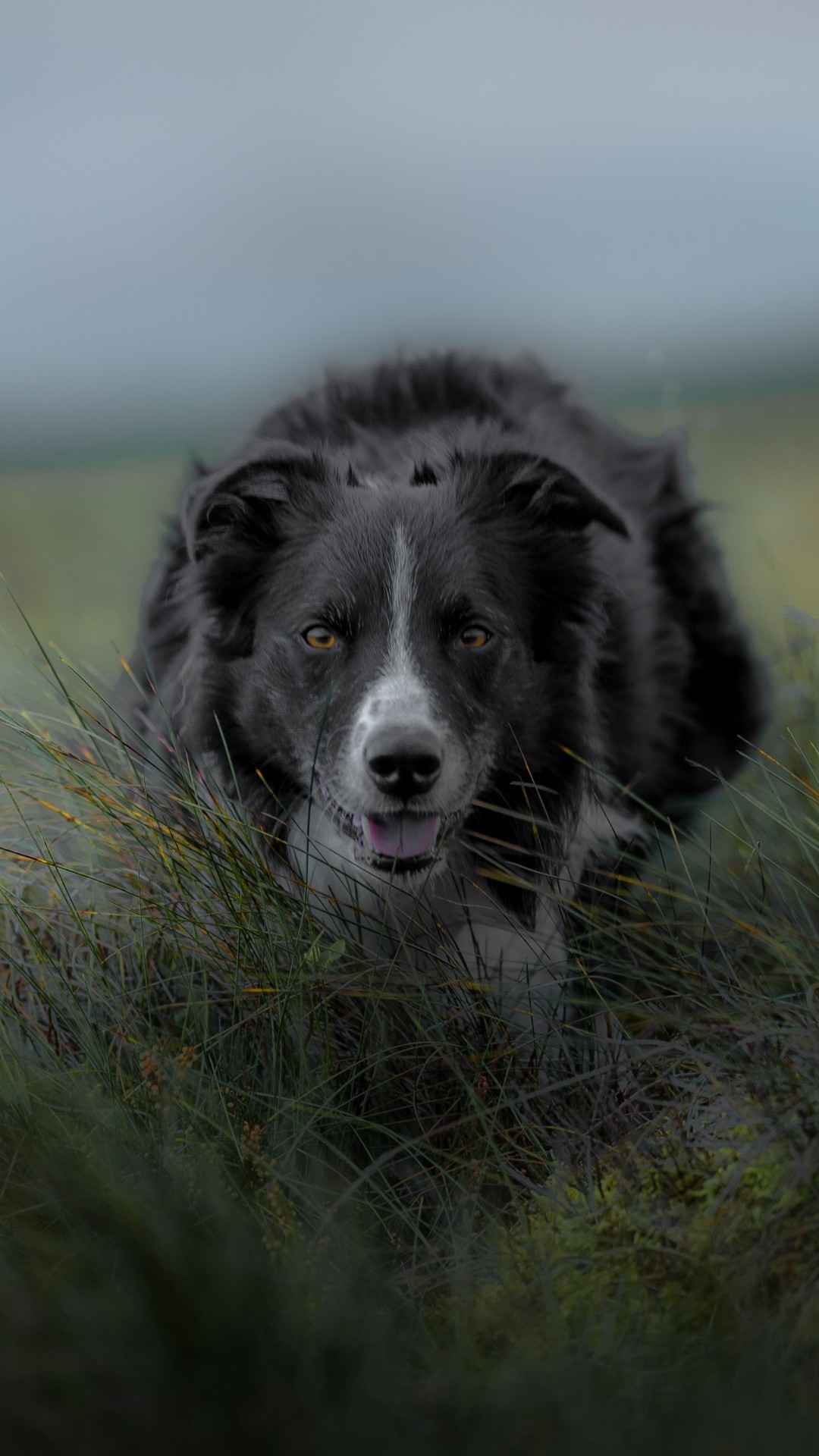 Border Collie, Plants, Field, Blurred, Dogs, Grass - Border Collie Wallpaper Iphone - HD Wallpaper 