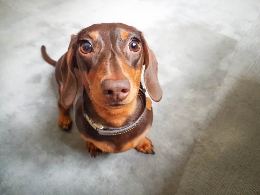 Cute Wiener Dogs - HD Wallpaper 
