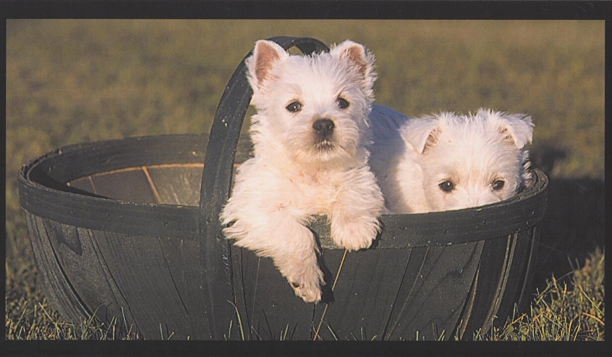 White Dogs Wallpaper Border Modern Design, Roll - Dog Wallpaper Border - HD Wallpaper 