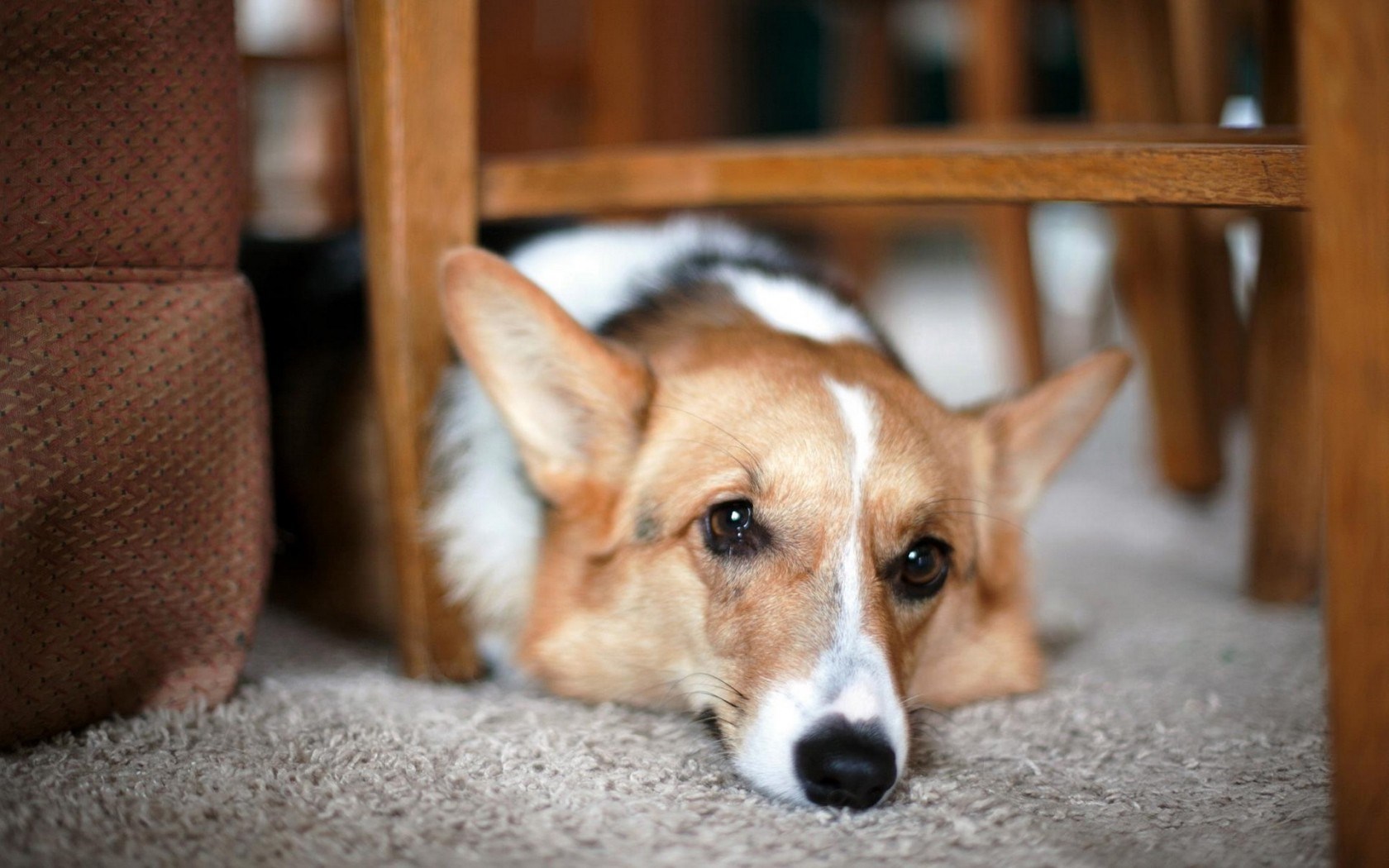 Dog - HD Wallpaper 
