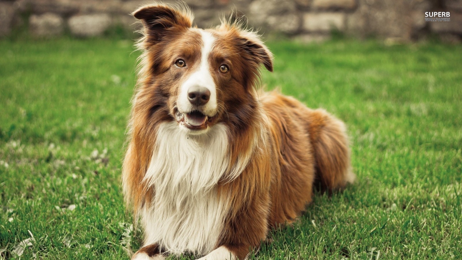 Border Collie - Brown Border Collies - HD Wallpaper 