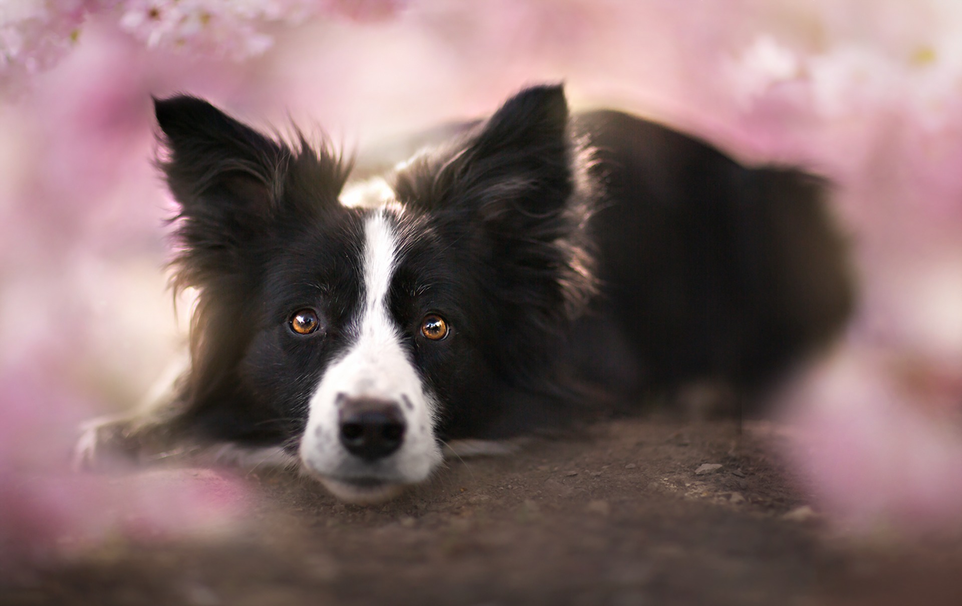 Cute Wallpaper Dog Border Collie - HD Wallpaper 