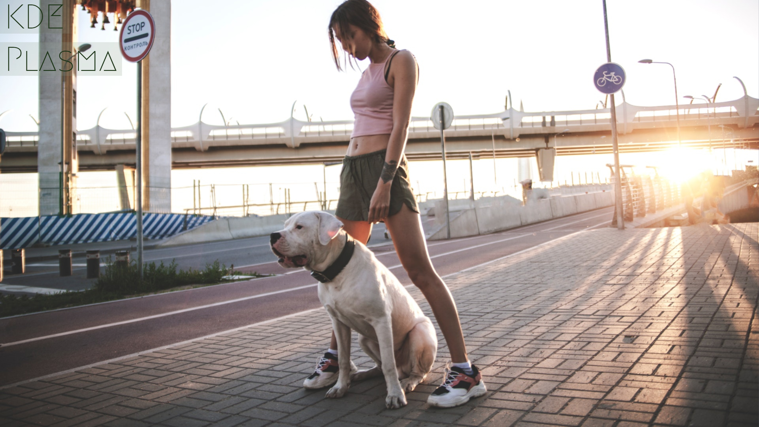 Dog - HD Wallpaper 