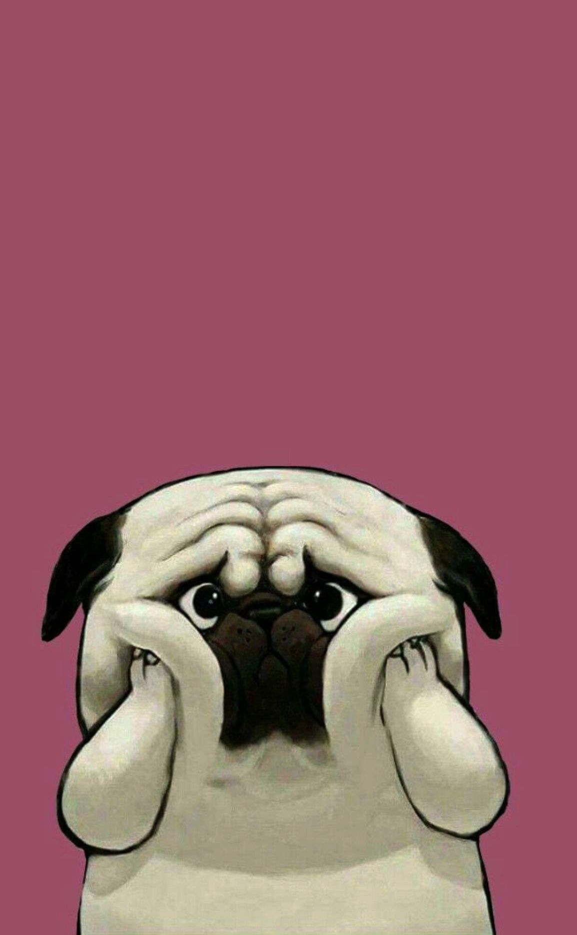 Chó Pug Hình Nền - HD Wallpaper 