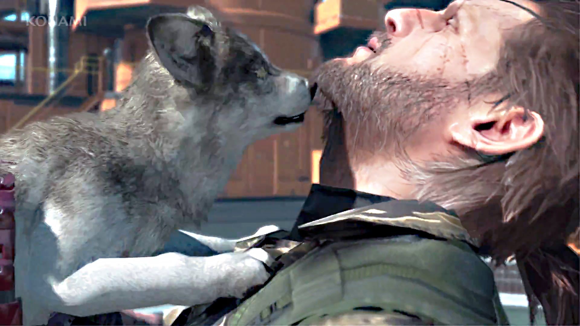 Wolfdog - HD Wallpaper 