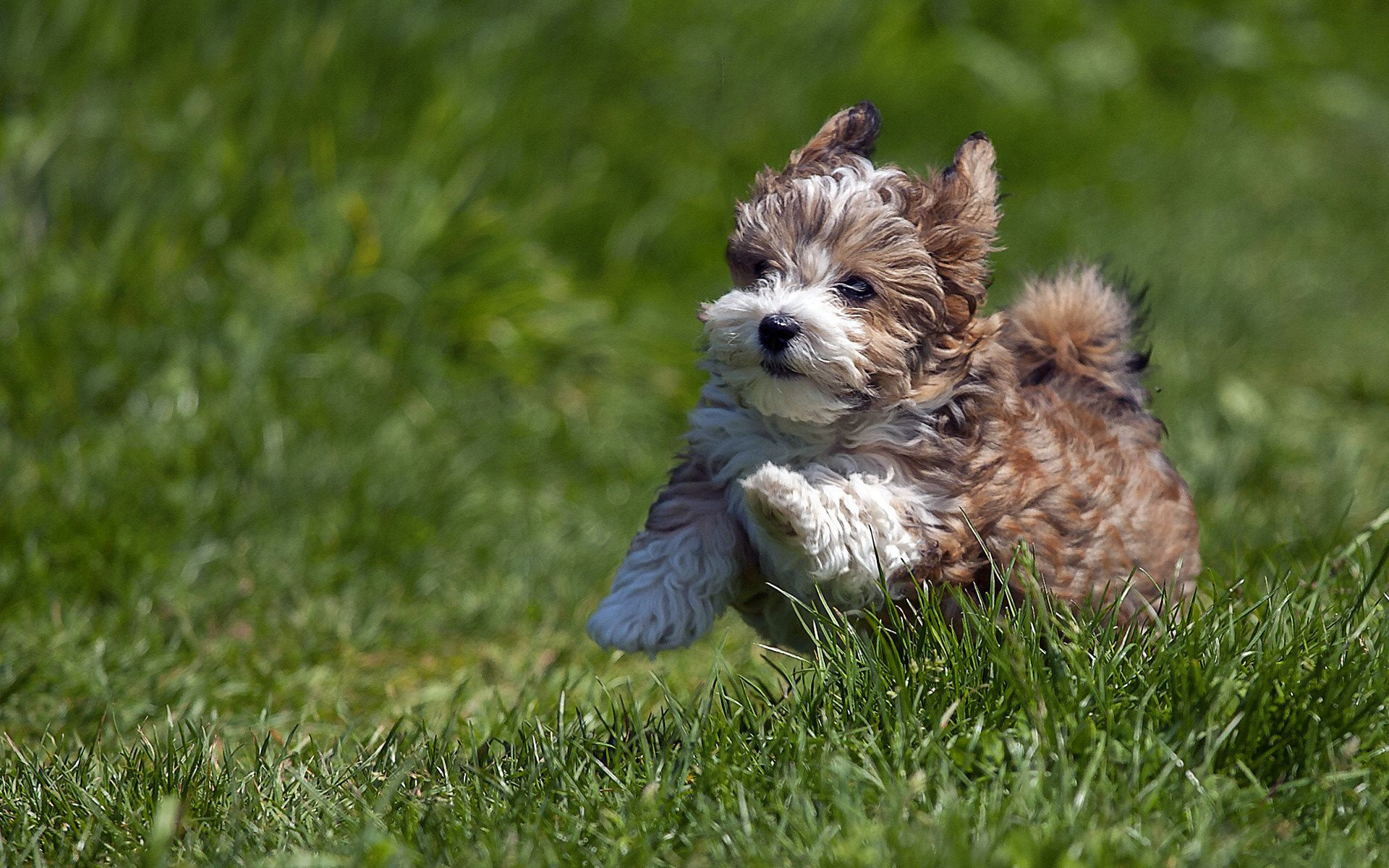 Wallpaper With Dogs On Uk Outstanding 50 Cute Dogs - Cute Baby Havanese Puppies - HD Wallpaper 