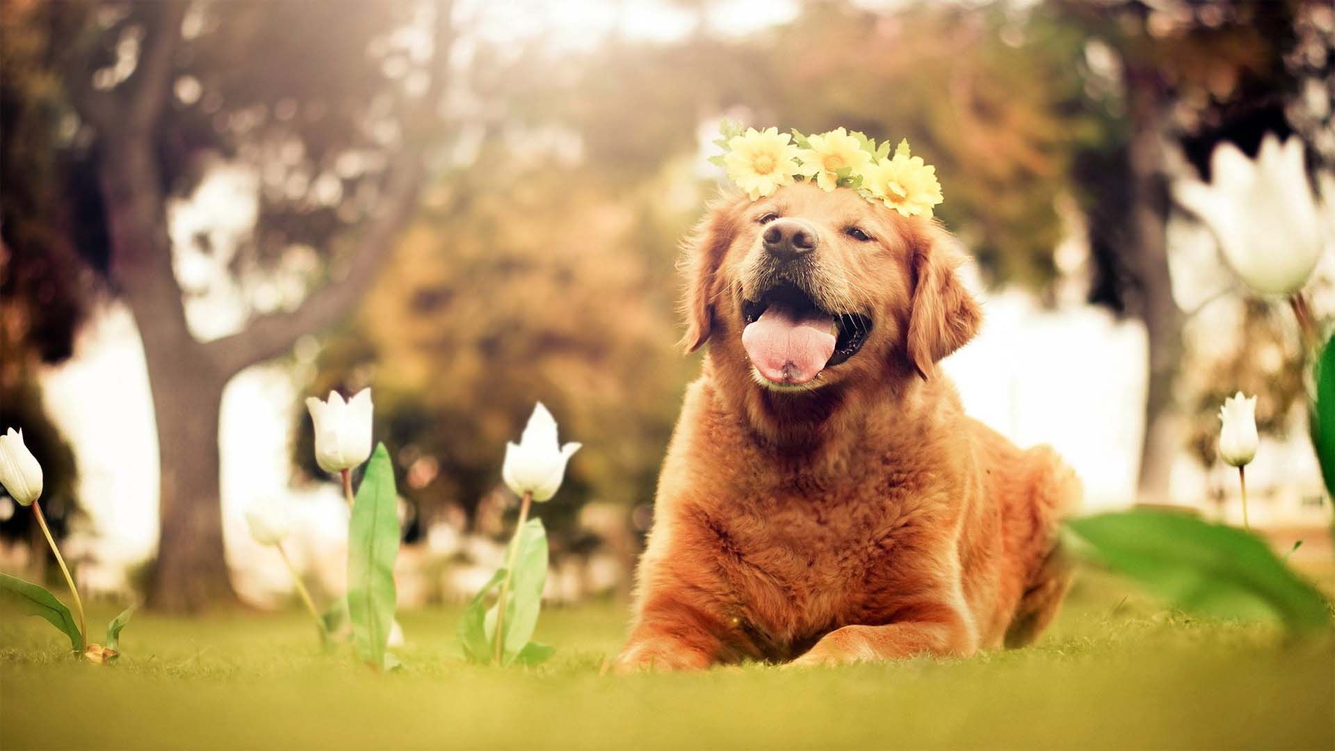 Dog In A Garden Wallpaper - Cute Wallpaper Golden Retriever - HD Wallpaper 