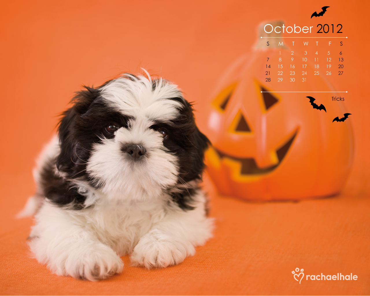 Halloween Cats And Dogs - HD Wallpaper 